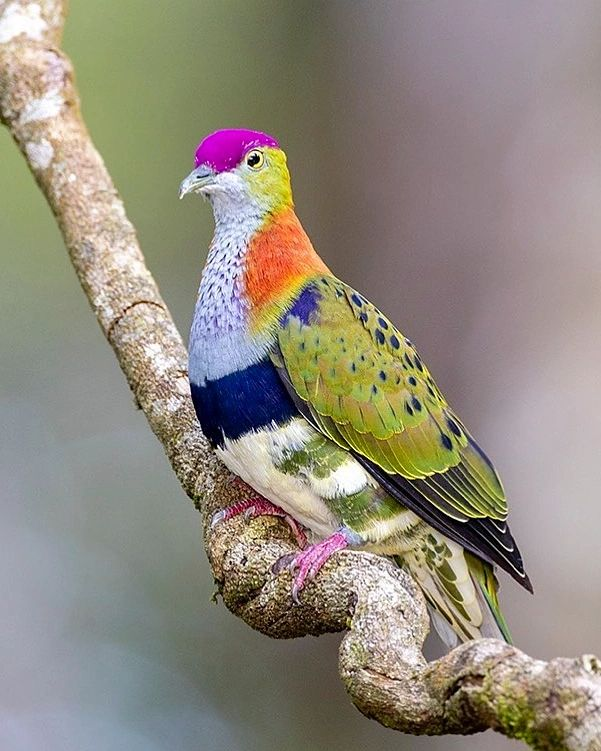 Fruit Dove 🧡🩷💛