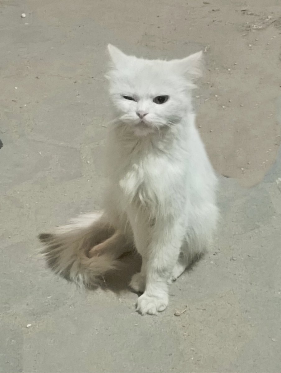 Mannozaa's tweet photo. كنت ماشيه في الشارع لقيت الاستاذ المتحرش ده بيغمزلي
الحمدلله لحقت اصوره عشان افضحه
خلوا بالكم يا بنات بجد https://t.co/vg0jMcI9eO