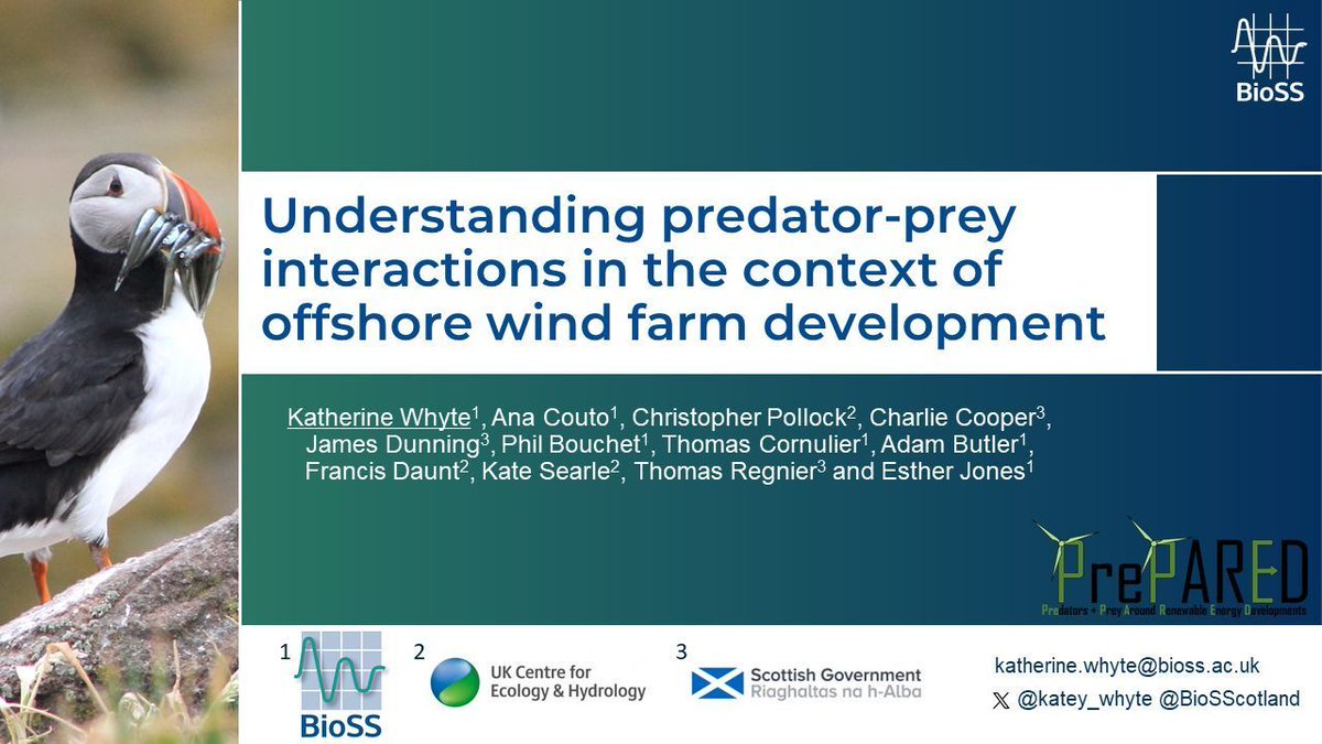 katey_whyte's tweet image. Today I’m presenting at the BOU &quot;Birds and Net Zero&quot; conference in York.🐦

This research is a collaborative piece of work between @BioSScotland, @UKCEHseabirds, and @ScotGovMarine, and is part of the #PrePAREDProject.

🧵 (1/6) #BOUasm24 #SESH3 @IBIS_journal
