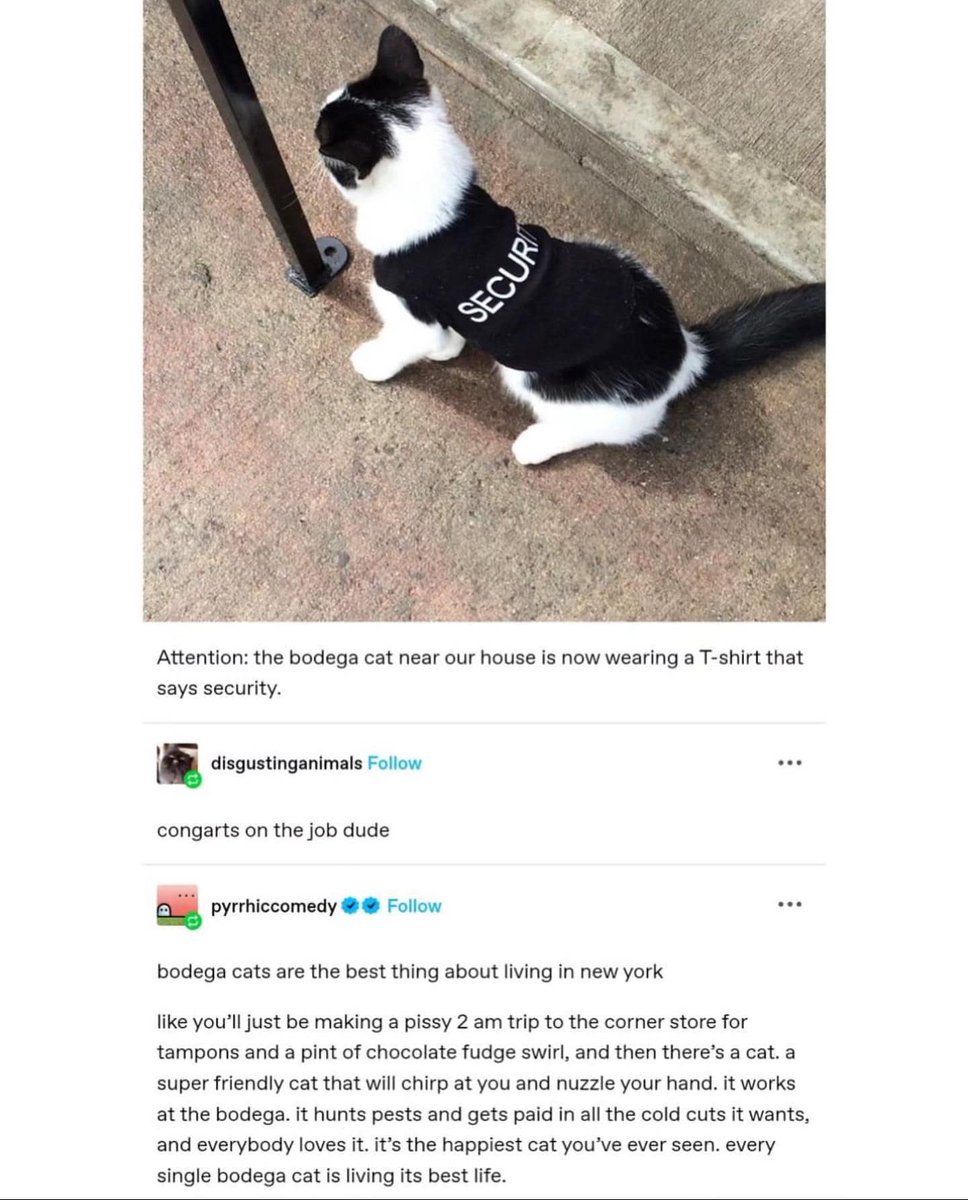 CatWorkers's tweet photo. https://t.co/ojImheYnOP