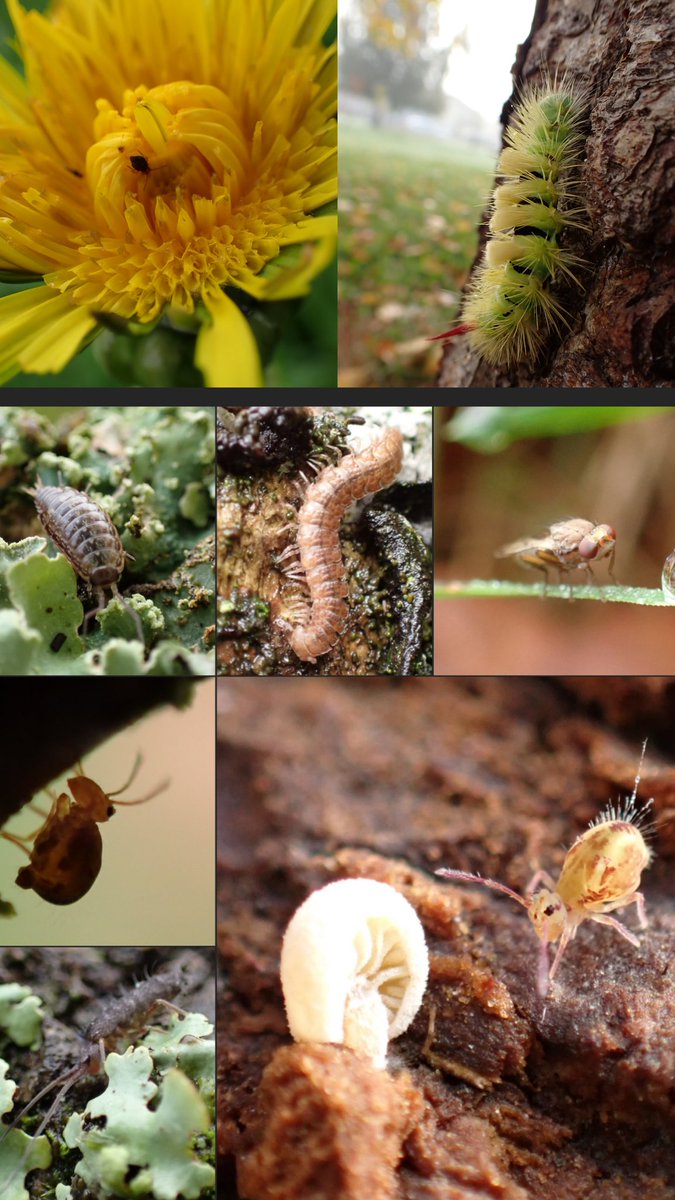 DandelionAppre1's tweet photo. Happy #InsectThursday folks. Happy to find a few #springtails including 1 in a #dandelion 😁 #insects #TwitterNatureCommunity https://t.co/D6uScofYOp