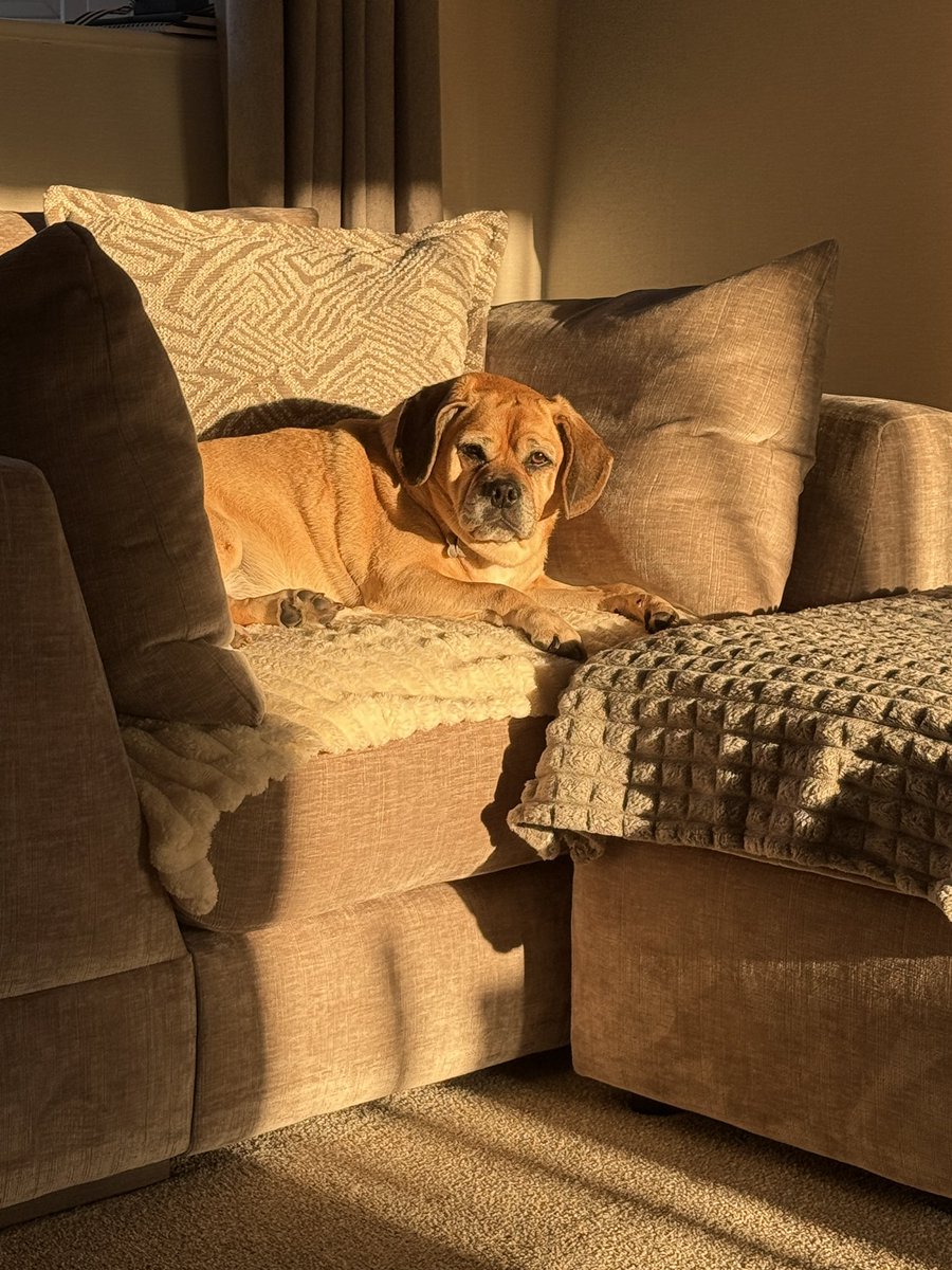 pippapuggle's tweet image. Found the perfect sun puddle spot to watch mum work 😉🐶🐾 #puggle #pugglepack #glossop
