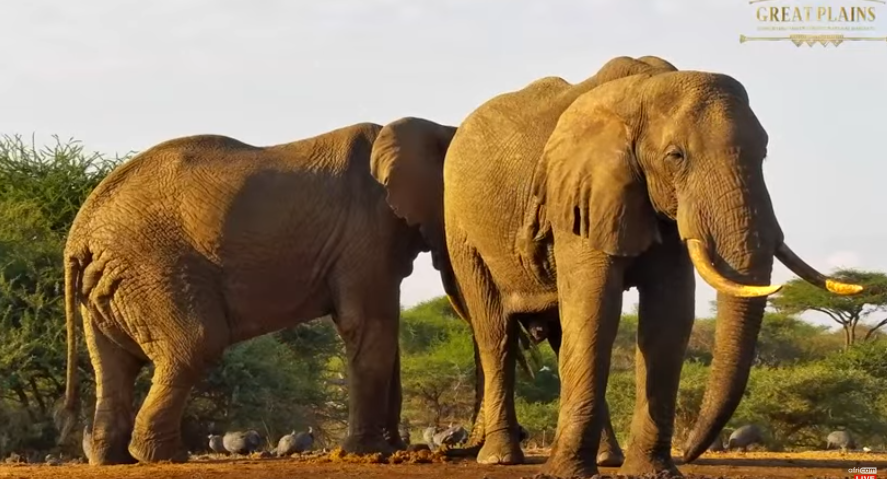 loveellisSwiss's tweet photo. Africa's wilderness ​😍​

#africam  #outinthewild https://t.co/SliWTn3Sf3