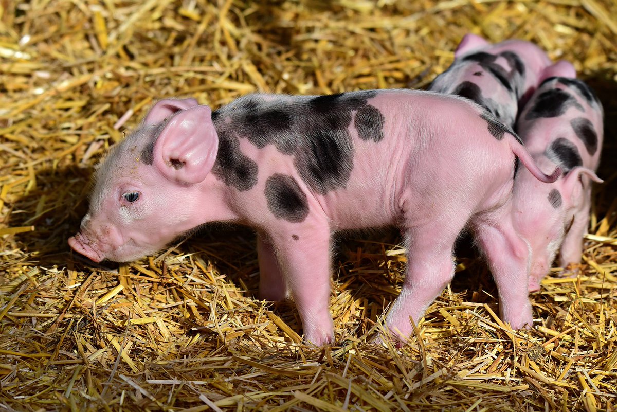 🔬 ¡Oportunidad de doctorado en Genética y Cría Animal en <a href="/irtacat/">IRTA</a>! 🐖 Trabaja en un proyecto pionero sobre #inmunometabolismo en cerdos 🧬.

📅 Fecha límite: 03/11/24

🌐 Más info: ueeca.es/oportunidad-de…

#PhD #GenéticaAnimal #Investigación