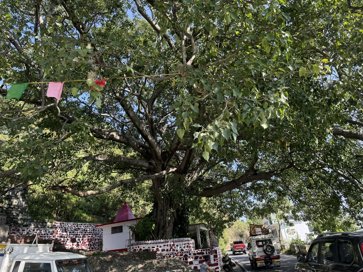 One of the biggest Peepal (ficus religiosa) trees in India.