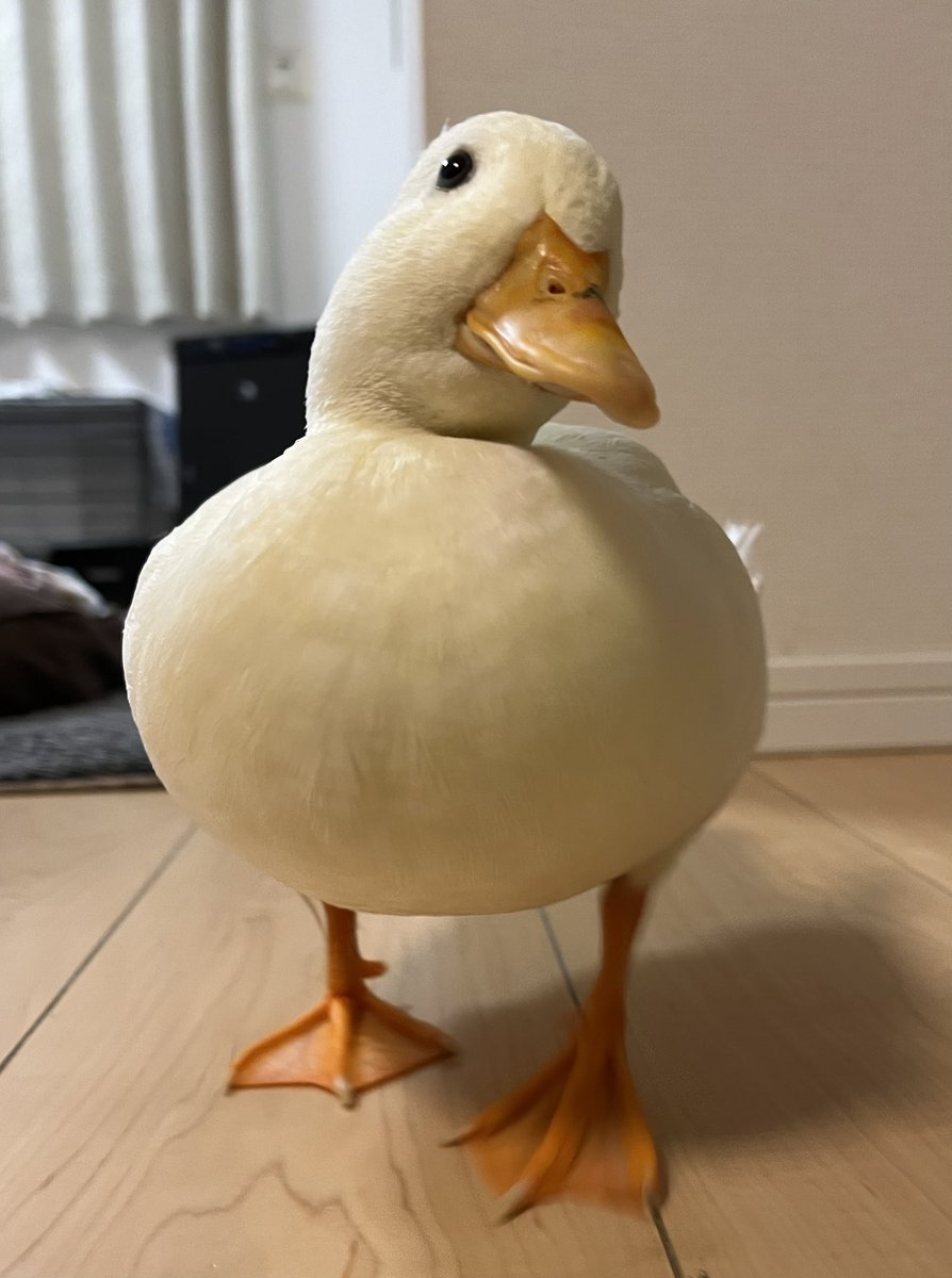 siromitojuusha's tweet image. 何その顔
好き