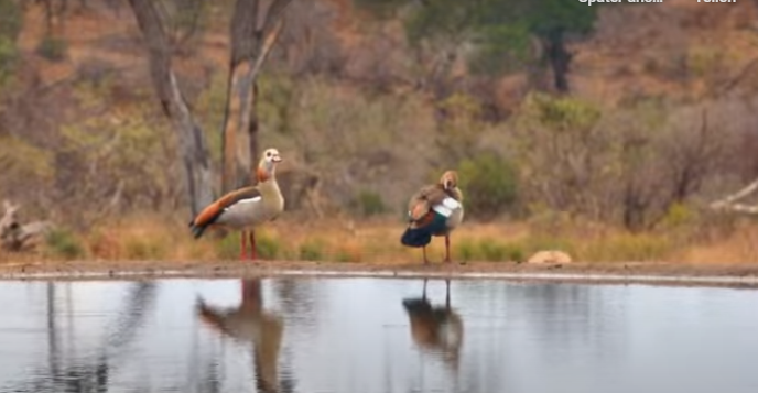 loveellisSwiss's tweet photo. Africa's wilderness ​😍​

#africam  #outinthewild https://t.co/SliWTn3Sf3