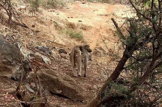 loveellisSwiss's tweet photo. Africa's wilderness ​😍​

#africam  #outinthewild https://t.co/SliWTn3Sf3