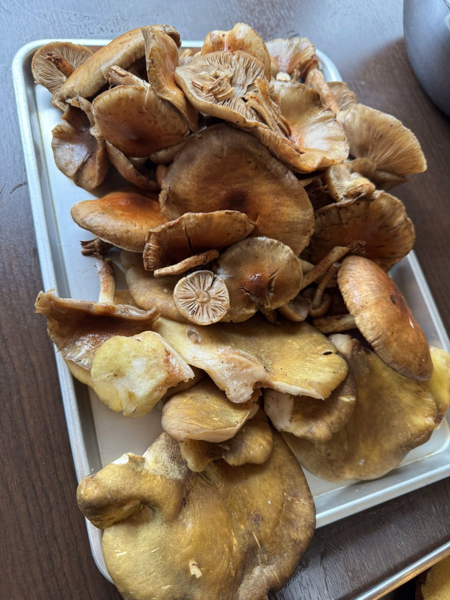 zarubaku's tweet photo. 天然きのこ山盛り到着！なんと言っても揚げたての天麩羅！そしてきのこ蕎麦！採る手間、掃除の手間がかかるので安いものではありませんが、季節の味でご満足いただける事間違いなしですよ〜🍄 https://t.co/qnAg73ydy3