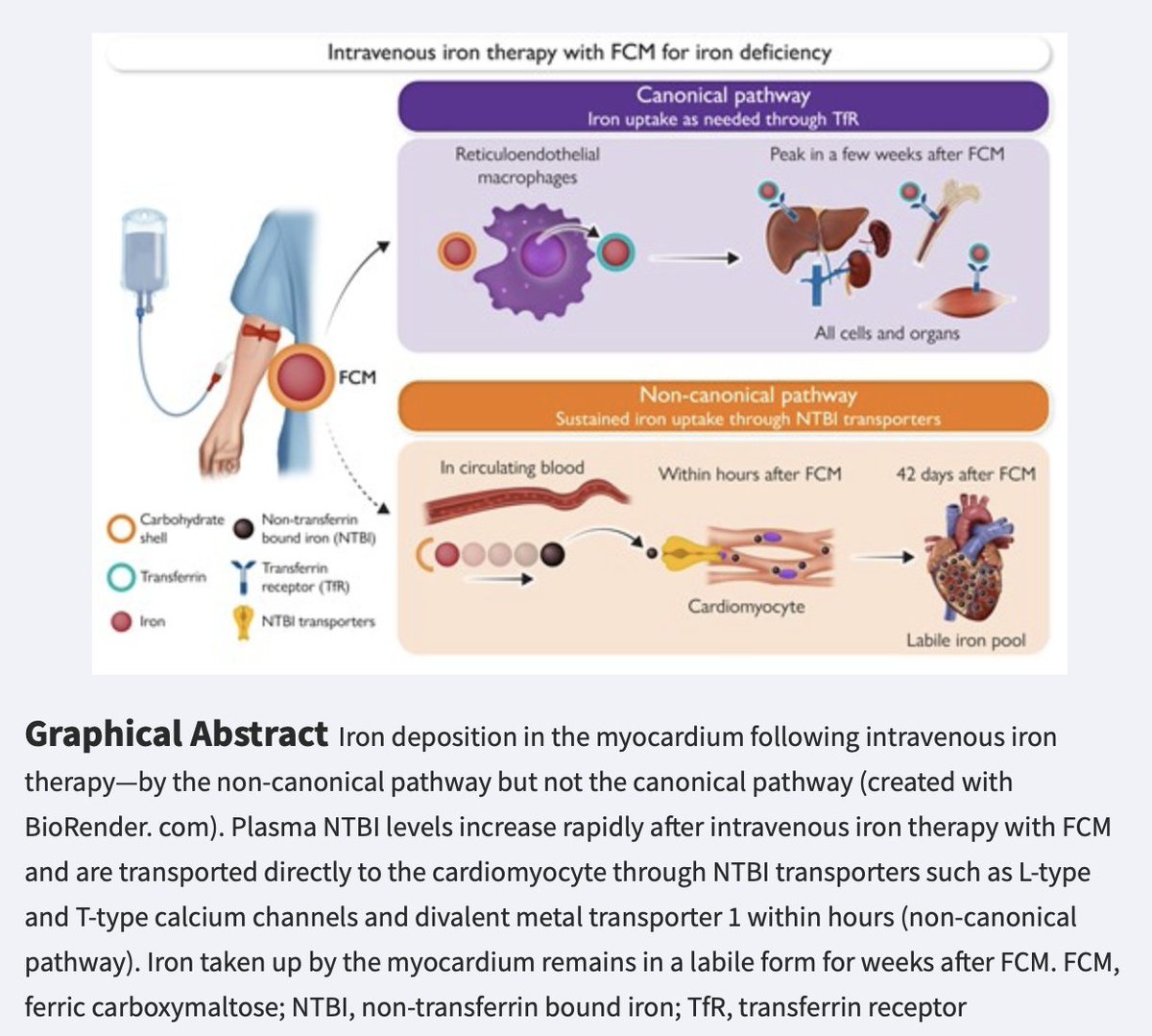 Akshay Shah (@docashah) on Twitter photo Here's the accompanying editorial
- is myocardial uptake of NTBI clinically relevant?
- does the type of iron formulation matter?
In the meantime, exercise best practice and treat ID effectively.
<a href="/SLLOxford2024/">Prof Samira Lakhal-Littleton</a> <a href="/OxfordDPAG/">Department of Physiology Anatomy & Genetics (DPAG)</a> <a href="/ehj_ed/">EHJ Editor-in-Chief</a> <a href="/RDMOxford/">RDM Oxford</a>
<a href="/TheBHF/">British Heart Foundation</a>
doi.org/10.1093/eurhea… Here's the accompanying editorial
- is myocardial uptake of NTBI clinically relevant?
- does the type of iron formulation matter?
In the meantime, exercise best practice and treat ID effectively.
<a href="/SLLOxford2024/">Prof Samira Lakhal-Littleton</a> <a href="/OxfordDPAG/">Department of Physiology Anatomy & Genetics (DPAG)</a> <a href="/ehj_ed/">EHJ Editor-in-Chief</a> <a href="/RDMOxford/">RDM Oxford</a>
<a href="/TheBHF/">British Heart Foundation</a>
doi.org/10.1093/eurhea…