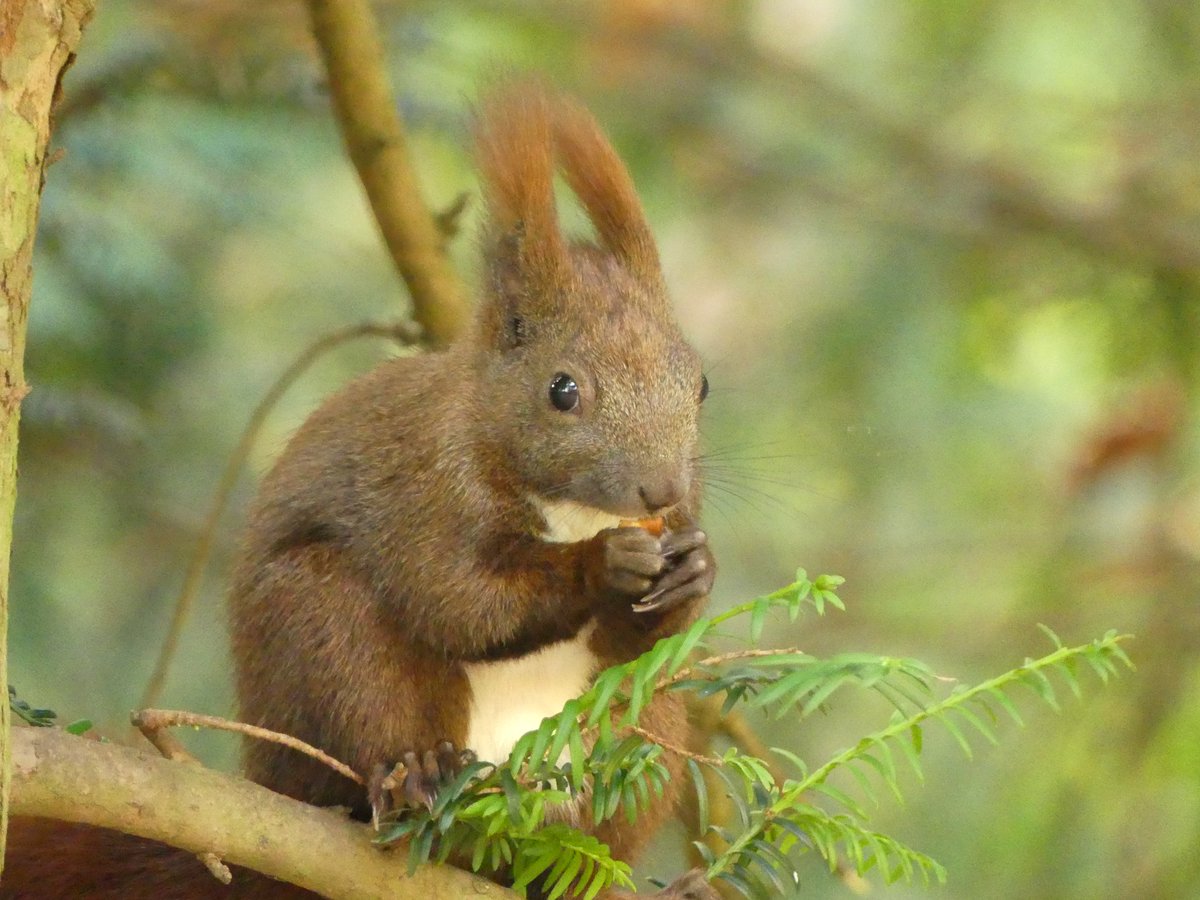 Eichhörnchen am Morgen vertreibt Kummer und Sorgen ...

#Eichhörnchen