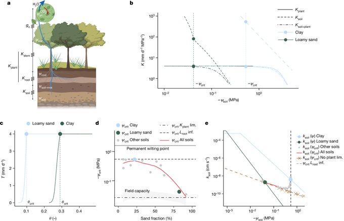 Happily sharing our latest work published in <a href="/Nature/">nature</a>: doi.org/10.1038/s41586…

How does #soil texture influence #plant #water stress and #ecosystem vulnerability to #drought on a #global scale?

:) Thanks to a fantastic team of co-authors ... (see below 👇)
