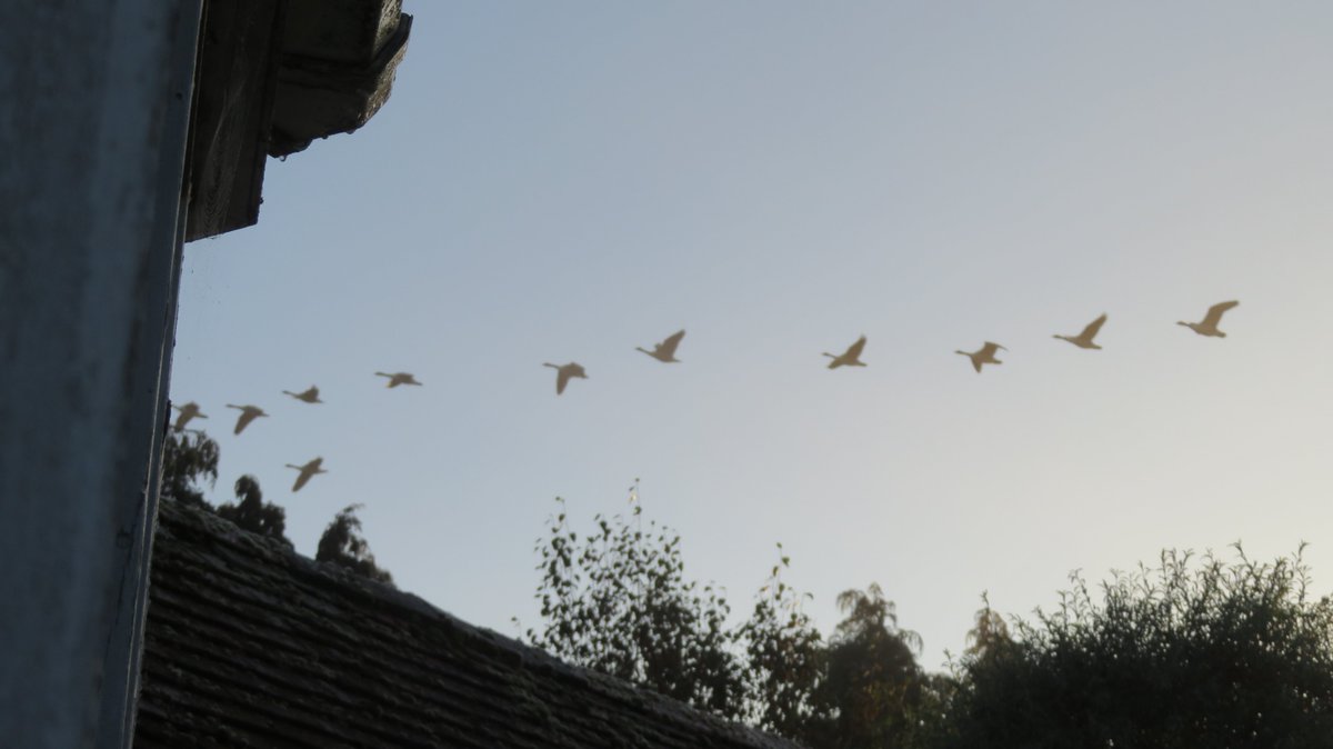 Garden #vismig 7.30-9am: 80 Redwing &amp; 20 Chaffinches all west but traffic noise on a misty morning made it tricky. 3 Skylark, 1 Siskin, 1 Little Egret also of interest in 32 species. A flock of 100 Wood Pigeons (W) at 9am was the sole sign of WP movement. <a href="/bglynn500/">Brendan Glynn 🐎🐝🇪🇺 🇮🇪</a> #hertsbirds