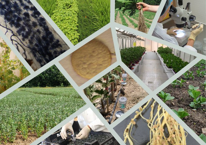 INRAE Occitanie-Toulouse (@inrae_tlse) on Twitter photo Some soil #microorganisms are key players for crop productivity in low-input systems🌱
🤝🇪🇺 <a href="/rootbenefit/">Root-Benefit COST ACTION</a> European network, led by Benoit Lefebvre <a href="/LIPME_Toulouse/">Plants Microbes Environment</a>, aims to propose strategies for improving the services provided by these microorganisms in #agriculture
More Some soil #microorganisms are key players for crop productivity in low-input systems🌱
🤝🇪🇺 <a href="/rootbenefit/">Root-Benefit COST ACTION</a> European network, led by Benoit Lefebvre <a href="/LIPME_Toulouse/">Plants Microbes Environment</a>, aims to propose strategies for improving the services provided by these microorganisms in #agriculture
More