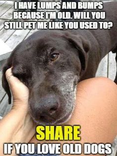 Dog Lovers (@doglovers03) on Twitter photo 