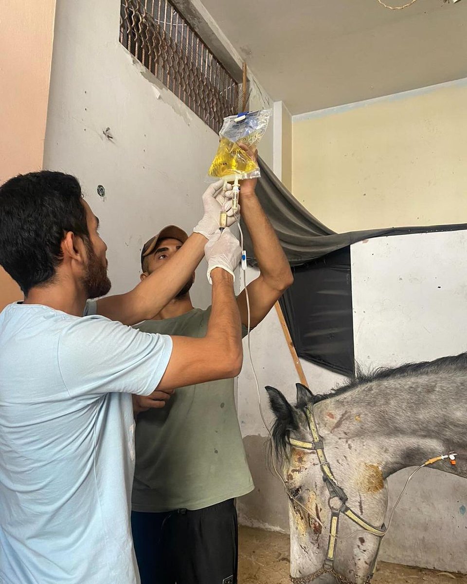 Labellefounded's tweet image. Today, the vet we work with in the north (Dr Motasem) and Hamada, Dana’s owner walked very far to reach her. He had made a stable for her for away from his house. This horse is suffering from severe pain : Donate to save lives 🙏🇵🇸 paypal.com/donate?hosted_…