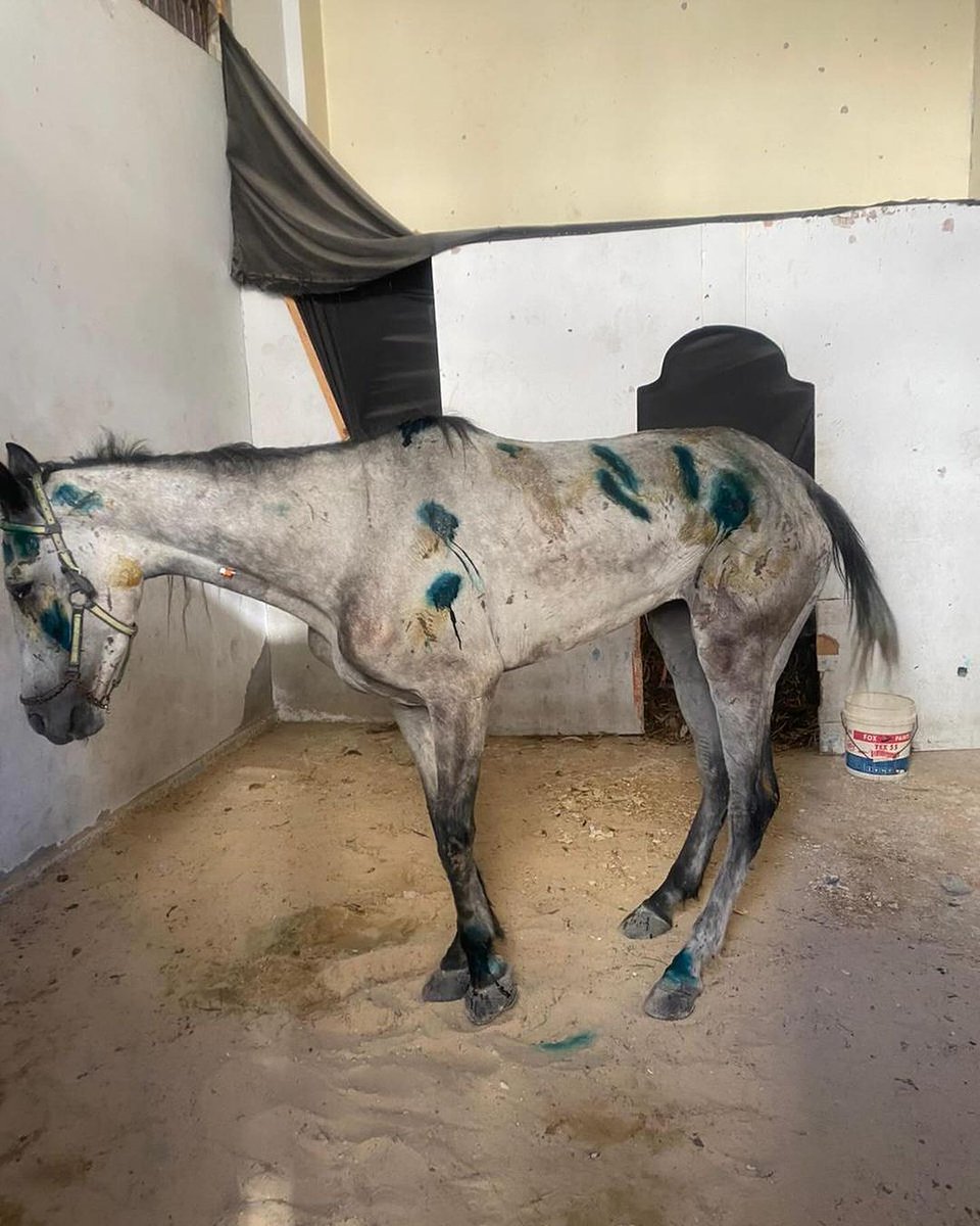 Labellefounded's tweet image. Today, the vet we work with in the north (Dr Motasem) and Hamada, Dana’s owner walked very far to reach her. He had made a stable for her for away from his house. This horse is suffering from severe pain : Donate to save lives 🙏🇵🇸 paypal.com/donate?hosted_…