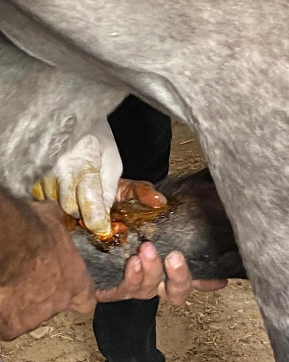 Labellefounded's tweet image. Today, the vet we work with in the north (Dr Motasem) and Hamada, Dana’s owner walked very far to reach her. He had made a stable for her for away from his house. This horse is suffering from severe pain : Donate to save lives 🙏🇵🇸 paypal.com/donate?hosted_…