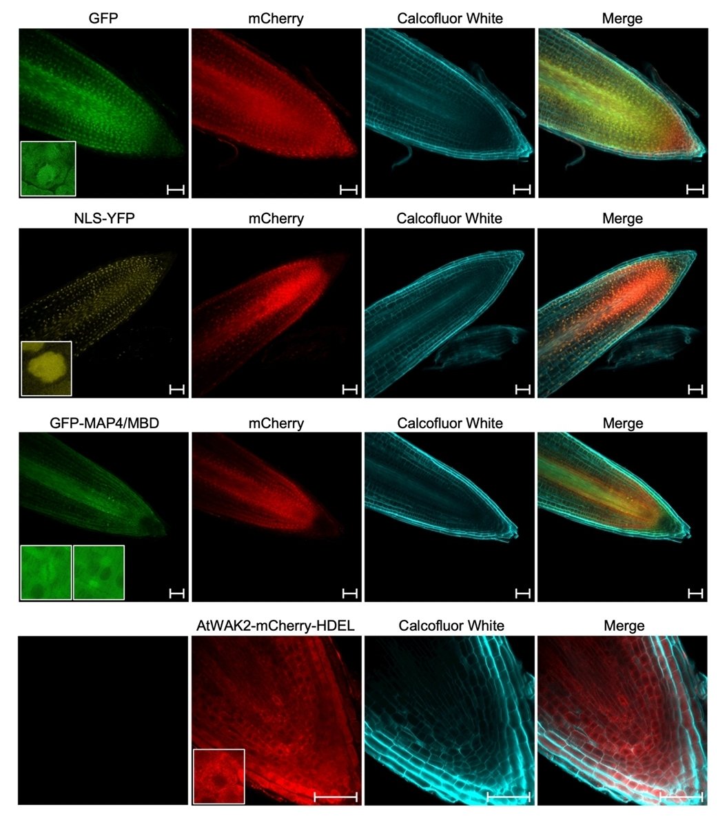 Alexey Kiryushkin tweet media