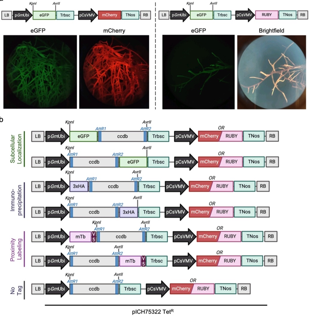 Alexey Kiryushkin tweet media