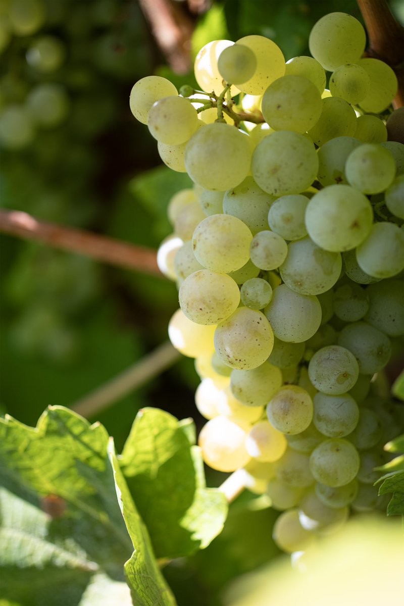 Astoria Wines tweet media