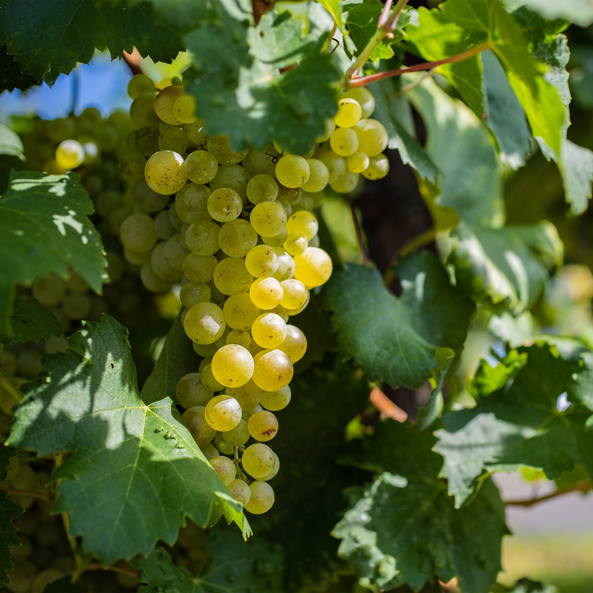 Dopo un’annata di sfide tra pioggia e caldo torrido, la #Vendemmia2024 promette vini eleganti, freschi e aromatici. 🍇🌿🍾 #astoriawines