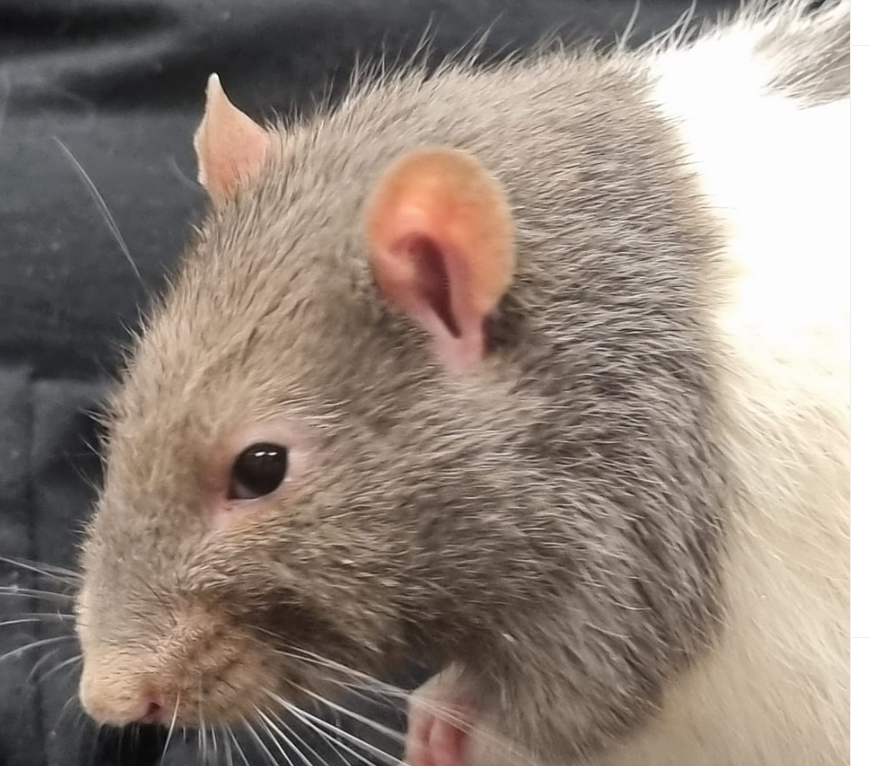 Noahsartuk's tweet photo. Thank you to those who kindly donated to our fundraiser for a nebuliser 🙏 Happily we achieved our target figure and were able to purchase the item. Sly the rat has already benefitted from regular treatments and is doing so much better as a result 🙏🙏🙏 https://t.co/UwqV4wfsfL