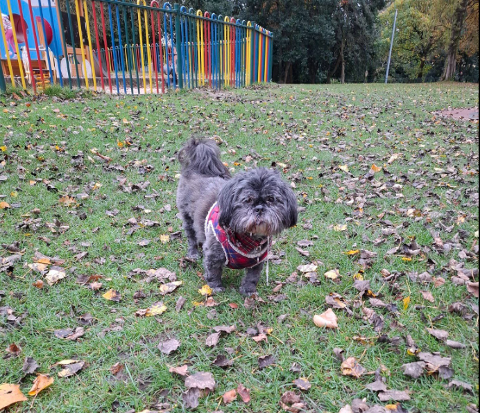 Noahsartuk's tweet photo. 23/10/24
A quiet day today, Cupcake enjoyed being fed and pampered by one of our clients. Veggie 'pizzas' were the order of the day for the piggies.
Whilst Lottie and Poppy had a beautiful autumnal walk through the park.  📷 📷 https://t.co/qkJqEhIPvi