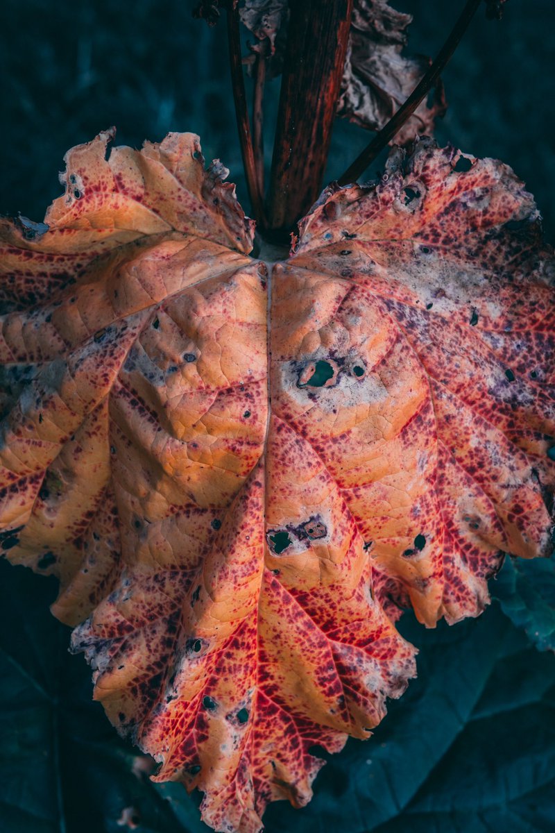 Cederfjärd tweet media