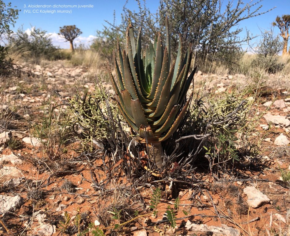 BotSocSA tweet media