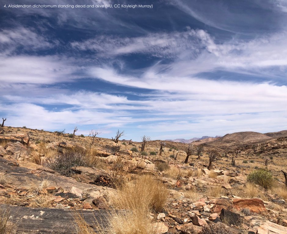 BotSocSA tweet media