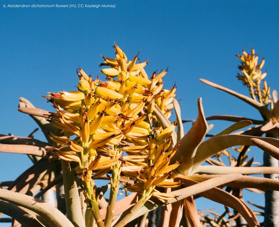 This #ThreatenedSpeciesThursday We take a closer look at the kokerboom or quiver tree (𝘈𝘭𝘰𝘪𝘥𝘦𝘯𝘥𝘳𝘰𝘯 𝘥𝘪𝘤𝘩𝘰𝘵𝘰𝘮𝘶𝘮) - Africa’s first recorded floristic climate change indicator.

Consider donating: botanicalsociety.org.za/donate/#here