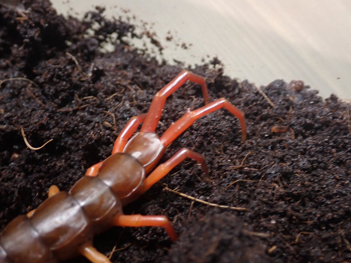 ベトナムオオムカデ Scolopendra dehaani 頭の色が赤いセレクト個体
