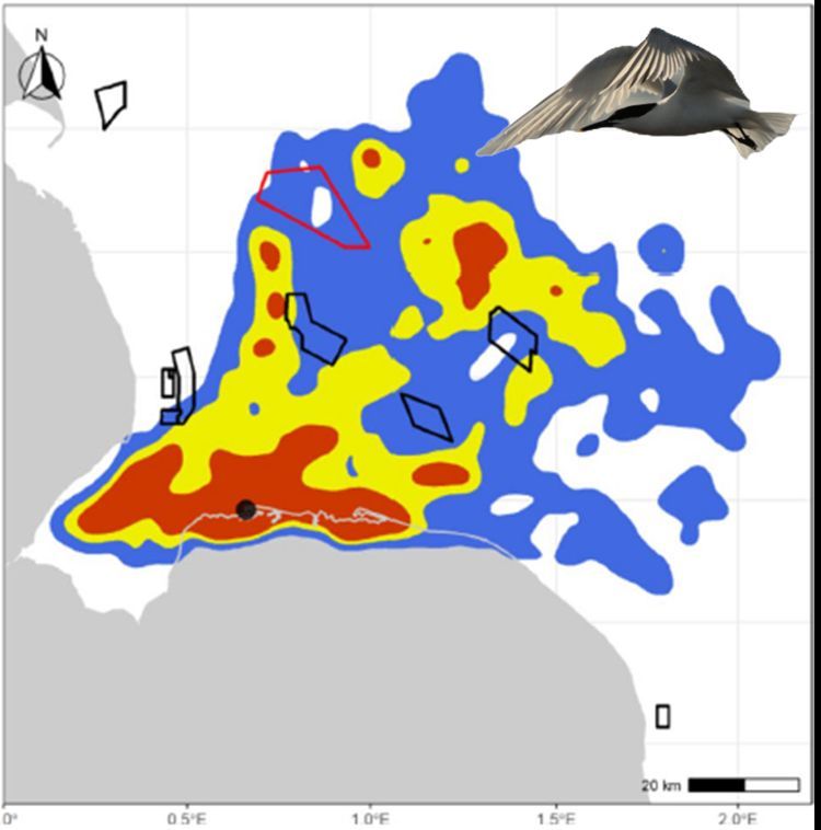 AonghaisC's tweet photo. Outside wind farms, we're able to investigate how birds respond to, and interact with wind farms at both a population, and an individual level #BOUasm24 https://t.co/uxKEB27RmQ