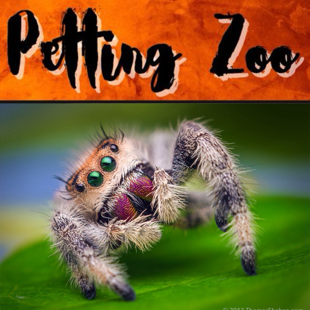 Critter Number 6:
Name: Jolene
Species: Jumping Spider
Lifespan: 6 Months to 2 Years
Location: United States and The Caribbean