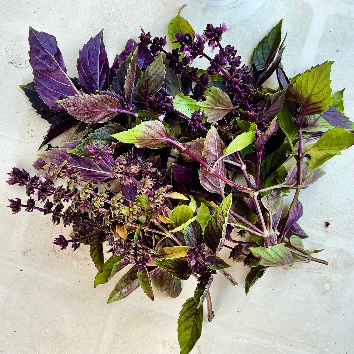 Lady Muck tweet media