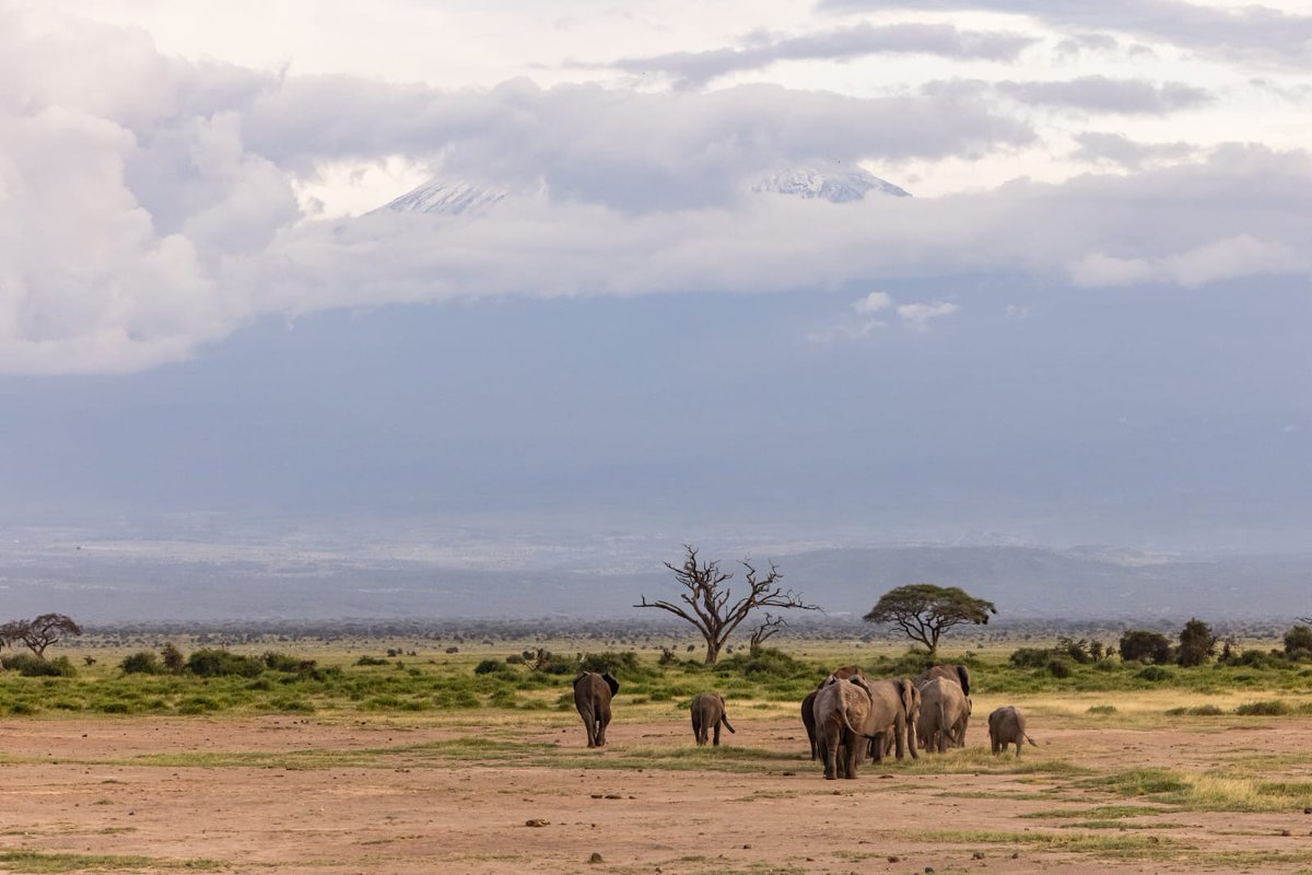 🌍 Experience the adventure of a lifetime on an 11-day safari! 🦁🐘
🏞️ 3 nights in Maasai Mara – 🌿 3 nights in Serengeti –  🦏 1 night in Ngorongoro Crater 
Ready to explore? ✨ #SafariAdventure #EastAfrica #BigFive #MaasaiMara #Serengeti #Ngorongoro

gokenyasafari.com/11-days-10-nig…
