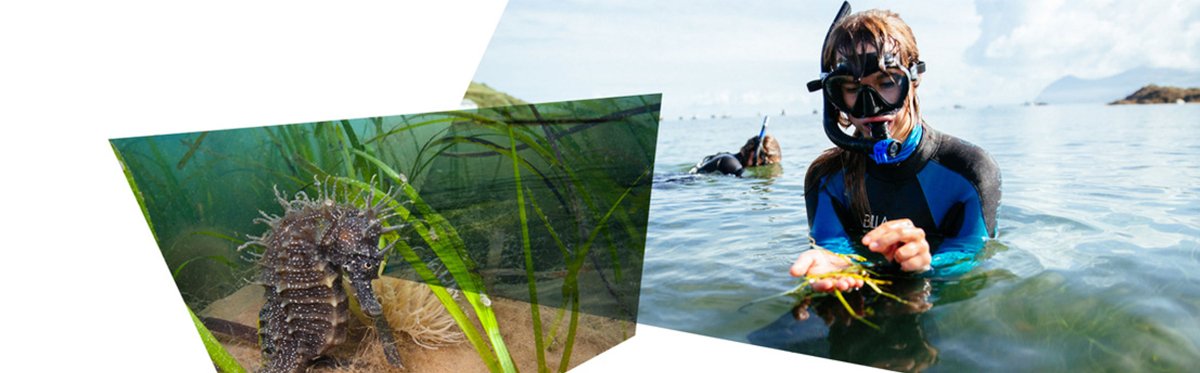 UK Blue Carbon Forum (@ukbluecarbon) on Twitter photo #Seagrass specialist <a href="/ZosteraR/">Richard Unsworth 🏴</a> and researchers at @SUSciEng are developing innovative methods that restore seagrass meadows at scale.
Read more about <a href="/SwanseaUni/">Swansea University</a>'s lead role in the UK's biggest #seagrass project here: loom.ly/0wZIZyk #Seagrass specialist <a href="/ZosteraR/">Richard Unsworth 🏴</a> and researchers at @SUSciEng are developing innovative methods that restore seagrass meadows at scale.
Read more about <a href="/SwanseaUni/">Swansea University</a>'s lead role in the UK's biggest #seagrass project here: loom.ly/0wZIZyk