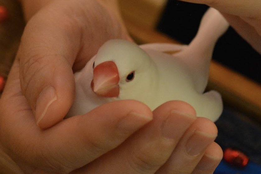 今年もみなさんの手に溢れる幸せがありますように🍀
 #文鳥の日2024