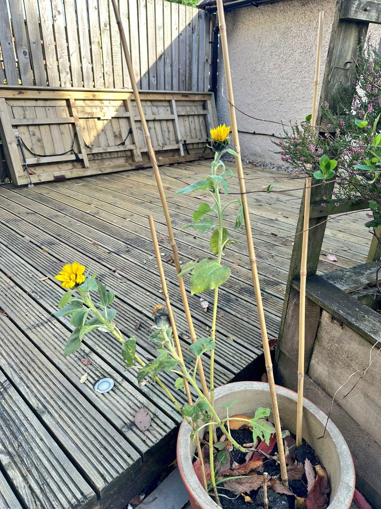 Miss McGlone (@missmcglone1) on Twitter photo It's lovely to be sent pictures of the planted sunflowers growing well from attendees of the June STEM Fair. <a href="/Sus_Shawlands/">Sustainability_Shawlands</a> <a href="/ShawlandsAcaFSP/">Shawlands Academy Family School Partnership</a> <a href="/ShawlandsAcad/">Shawlands Academy</a> <a href="/LfSScotland/">Learning for Sustainability Scotland</a> It's lovely to be sent pictures of the planted sunflowers growing well from attendees of the June STEM Fair. <a href="/Sus_Shawlands/">Sustainability_Shawlands</a> <a href="/ShawlandsAcaFSP/">Shawlands Academy Family School Partnership</a> <a href="/ShawlandsAcad/">Shawlands Academy</a> <a href="/LfSScotland/">Learning for Sustainability Scotland</a>