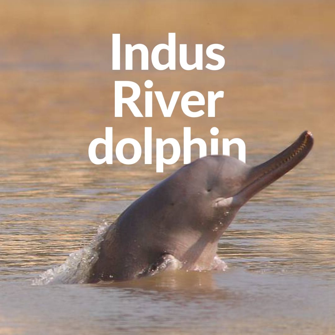 Celebrating #WorldRiverDolphinDay? Dolphin-ately! 🐬

The #FantasticFreshwater Indus River dolphin can't see, so amazingly navigates using echolocation, as well as swimming on their sides, while trailing one flipper along the river bottom.

📸 Nyal Mueenuddin (WWF Pakistan)