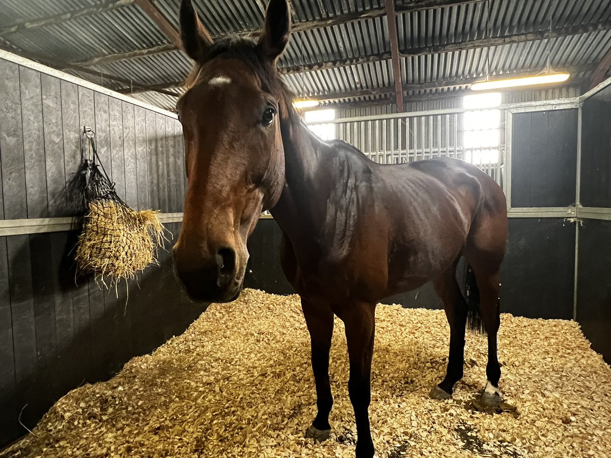 Good luck to all of Absolutely Fine’s owners when he runs in the 3.55 at Ludlow this afternoon.

A much improved 3rd on his debut for us at Worcester, he has a good chance of going close today. 

The priority as always is a safe round of jumping.