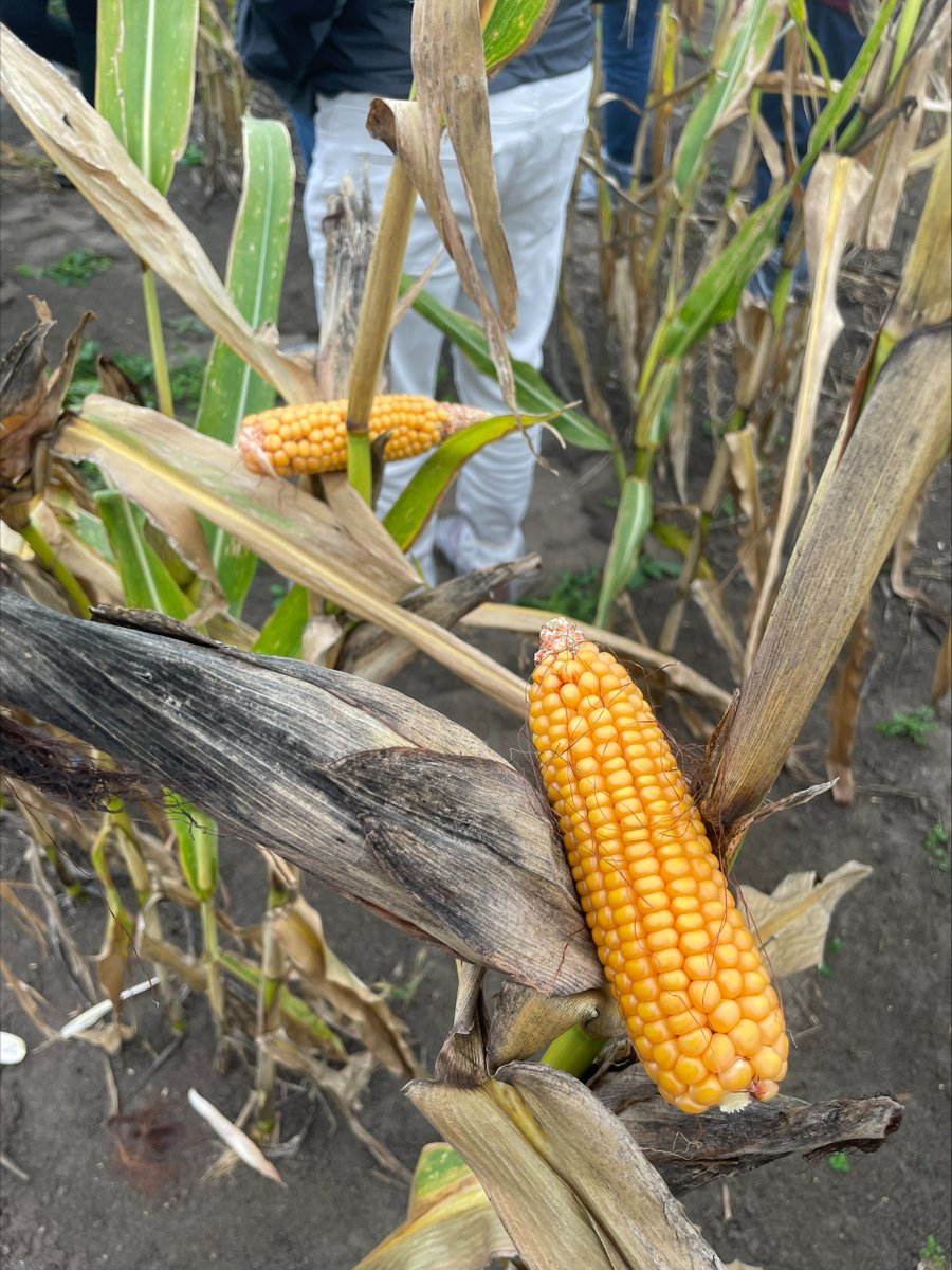 Harpers Feeds tweet media