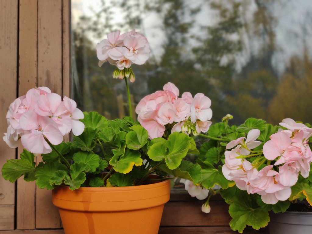 InhimillinenE's tweet photo. #Pelargonit parvekkeella 24.10.2024.
Kukinta täydessä loistossaan ja uutta nuppua tuloillaan.
#weird https://t.co/omwC1wNRau