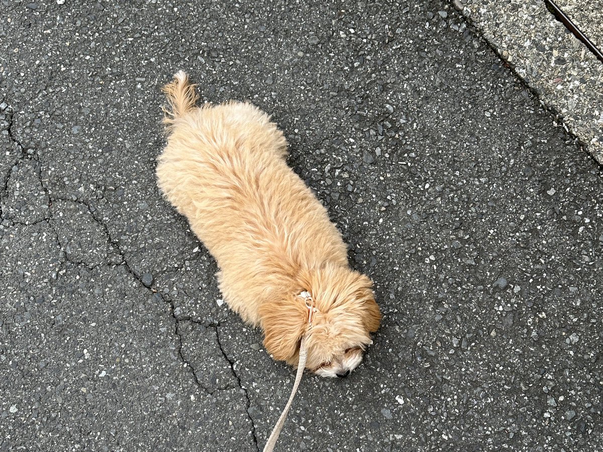 chipoo_bear's tweet photo. お散歩キャンセル界隈 https://t.co/wirsQaqI8S