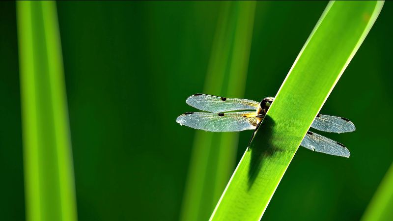 Plaatjeszwammen en boleten | Ontdek de geheimen van de natuur | Klimaatverandering - mailchi.mp/knnvuitgeverij…