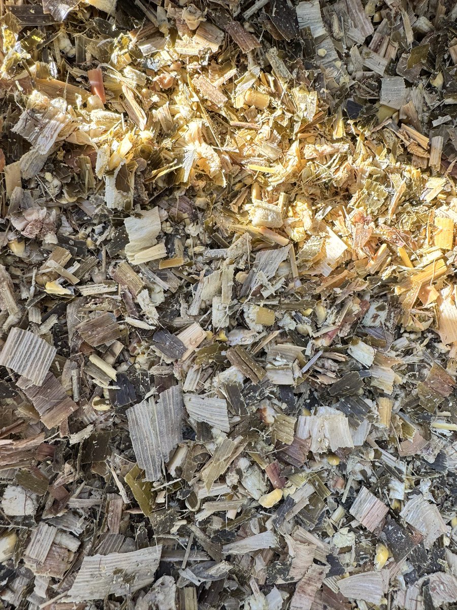 Hefin Richards (@hefinr) on Twitter photo When your maize hits 32% starch in a difficult year and every grain has been obliterated by the processor👌 Give the contractor a call, thank them for a job well done and maybe try and pay them😉 Top job - so much potential lost at the final hurdle too often! <a href="/LallemandUK_IRL/">Lallemand Animal Nutrition UK & Ireland</a> When your maize hits 32% starch in a difficult year and every grain has been obliterated by the processor👌 Give the contractor a call, thank them for a job well done and maybe try and pay them😉 Top job - so much potential lost at the final hurdle too often! <a href="/LallemandUK_IRL/">Lallemand Animal Nutrition UK & Ireland</a>