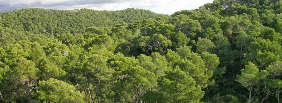 ... disfrutando de un buen rato de radio en <a href="/IB3radio/">IB3 Ràdio</a>.
... valorando el significado de las "masas forestales" en el programa "entre avui i demà" con David Oliver.
10 minutos de charla sobre los bosques de #IslasBaleares (entre el 27 y el 36)
ib3alacarta.com/radio/entreavu…
<a href="/aracelibosch/">Araceli Bosch</a>