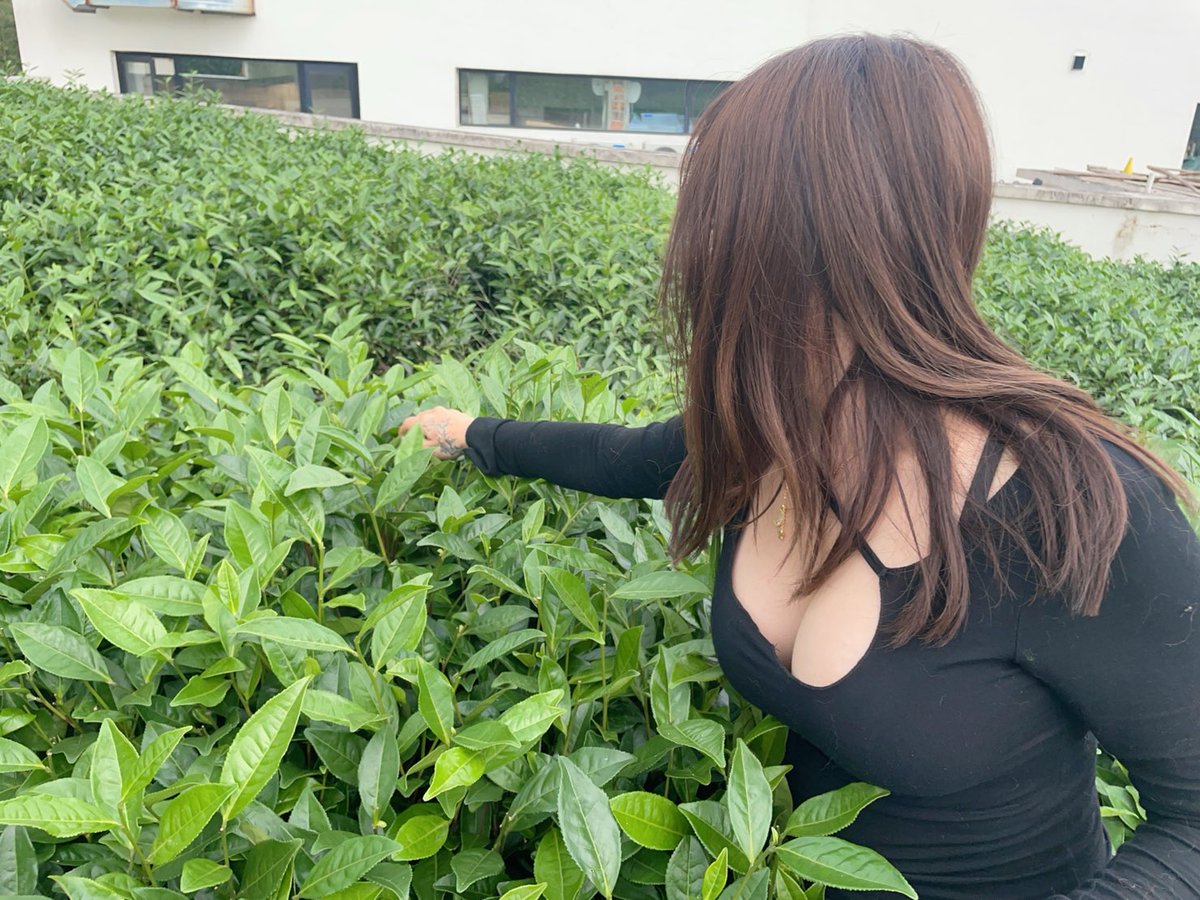 采茶妹来啦 夫妻情侣约起来呀