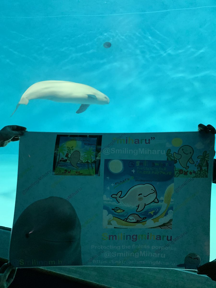 SmilingMiharu's tweet photo. Today on International Freshwater Dolphin Day, the SmilingMiharu community was thrilled to meet our shining star, Miharu, in person for the very first time. 🐬

Experiencing his charm and vibrant spirit up close was truly unforgettable. Let us join forces to protect these magnificent creatures, ensuring they thrive for generations to come. ❤️ 

Miharu encourages us to always #keepSmiling and to treasure the gifts of our beautiful planet.🌐

#MiharuMovement #miharu